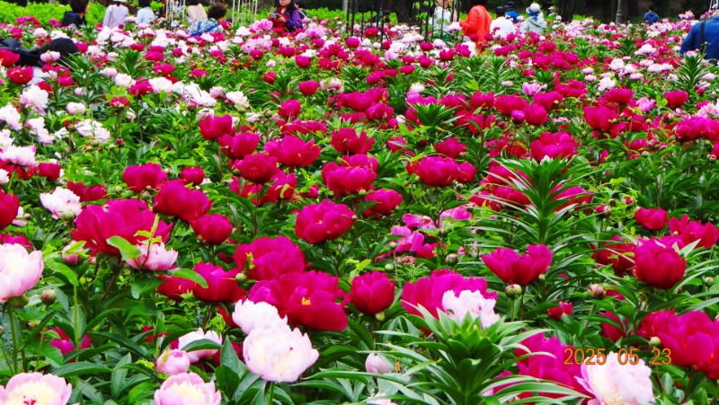 [ٹ̱]DSC06130.JPG