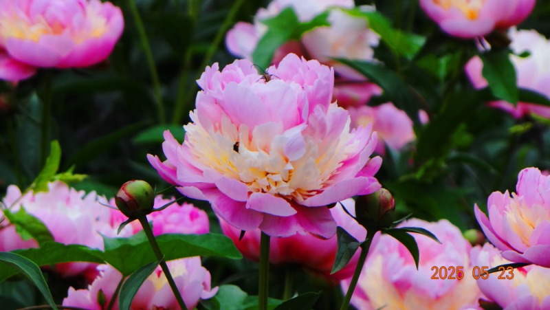 [ٹ̱]DSC06131.JPG