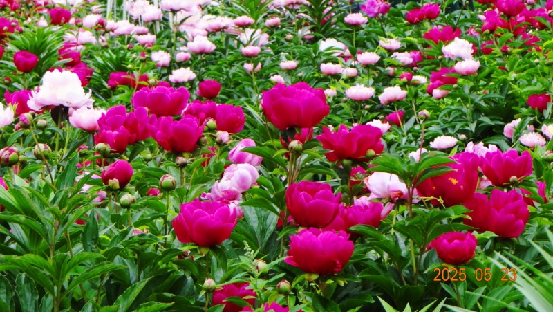 [ٹ̱]DSC06132.JPG