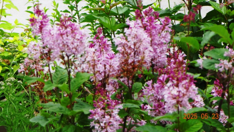 [ٹ̱]DSC06133.JPG
