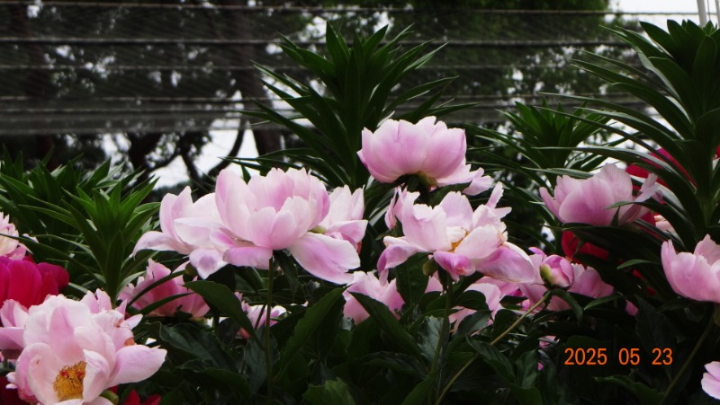 [ٹ̱]DSC06152.JPG