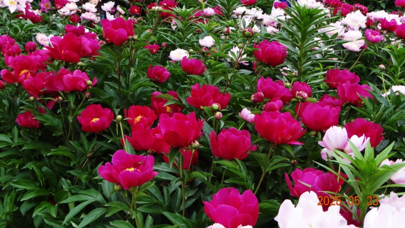 [ٹ̱]DSC06151.JPG