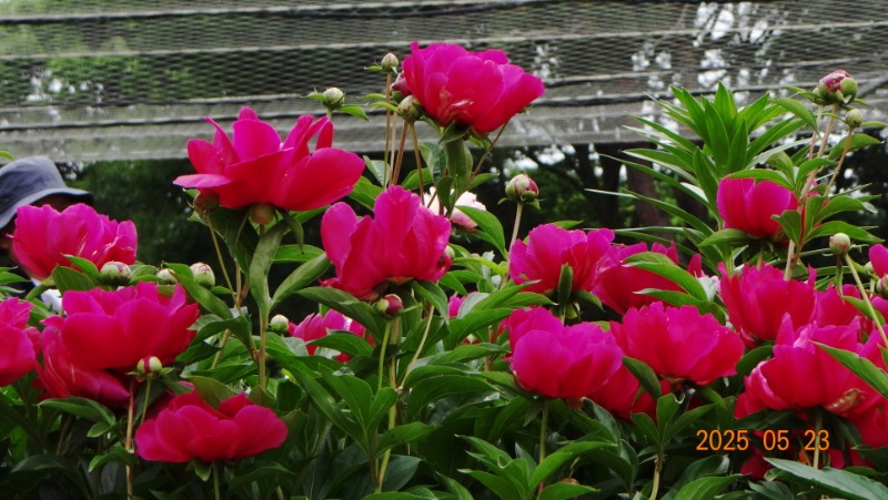 [ٹ̱]DSC06153.JPG