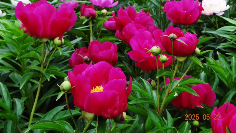 [ٹ̱]DSC06156.JPG
