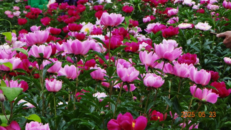 [ٹ̱]DSC06157.JPG