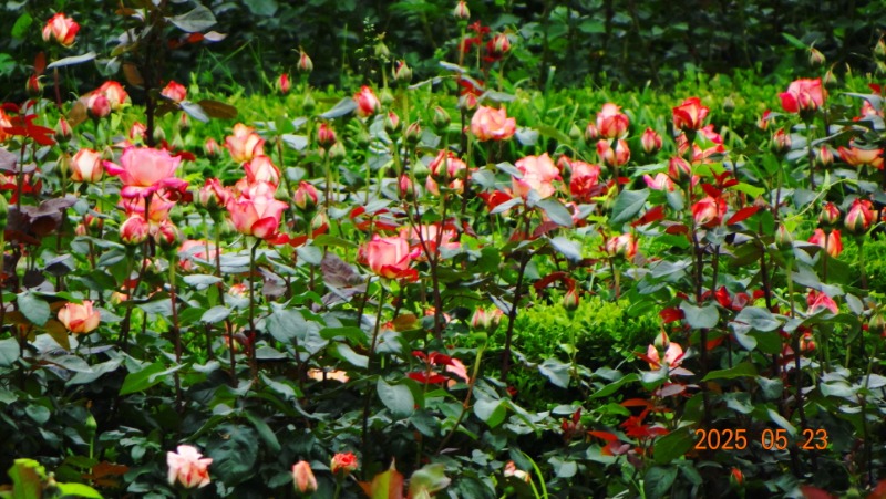 [ٹ̱]DSC06164.JPG