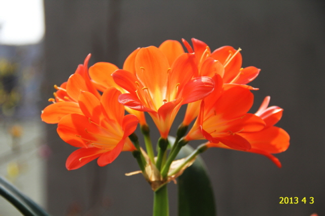 [�ٹ̱�]5cho 5.jpg