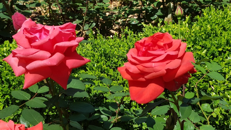 20260522_130950.jpg