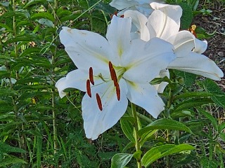 20240628_161519.jpg