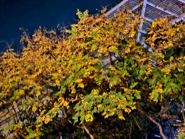 20241109_194115.jpg