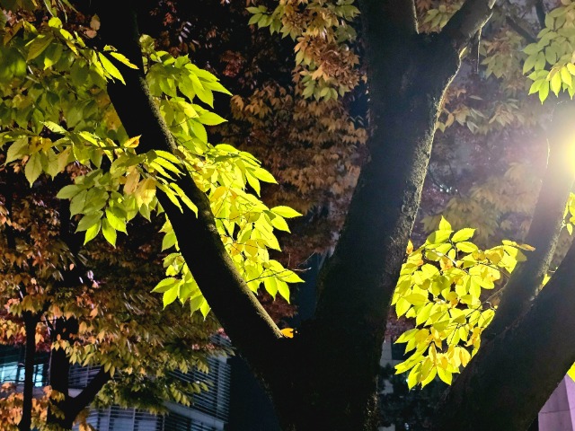 20241109_194604.jpg