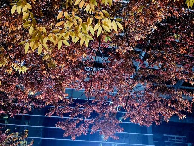 20241109_194700.jpg