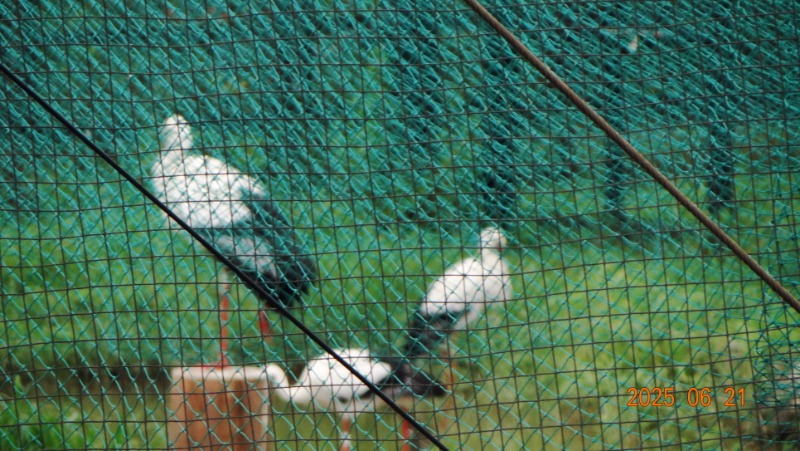 [�ٹ̱�]DSC06223.JPG