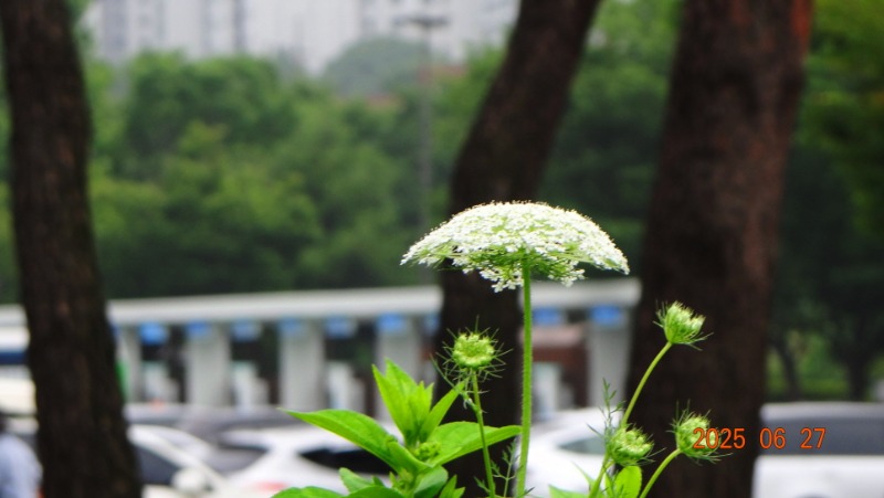 [�ٹ̱�]DSC06271.JPG
