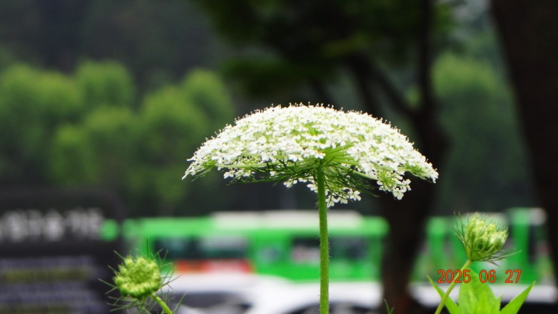 [�ٹ̱�]DSC06270.JPG