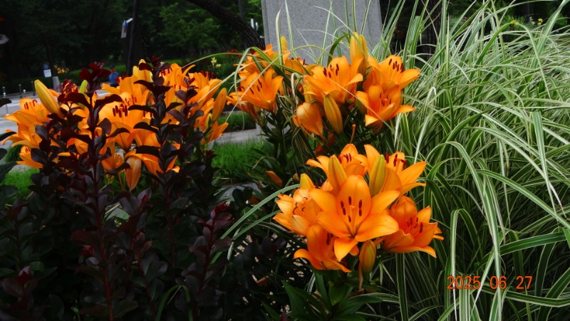 [�ٹ̱�]DSC06275.JPG