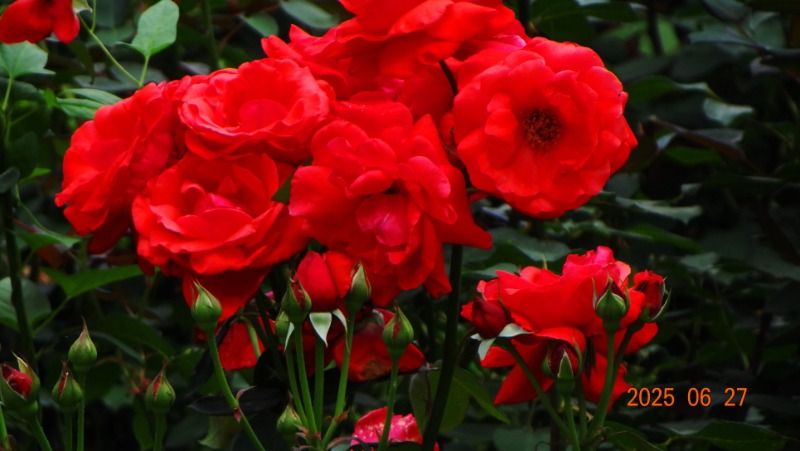 [�ٹ̱�]DSC06277.JPG