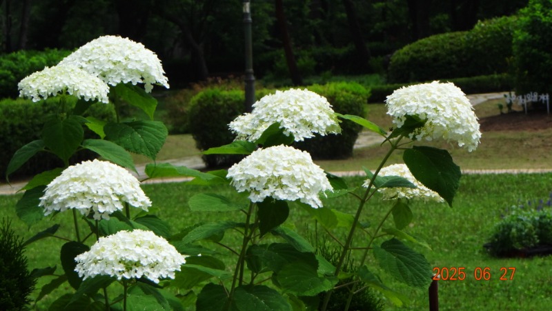 [�ٹ̱�]DSC06282.JPG