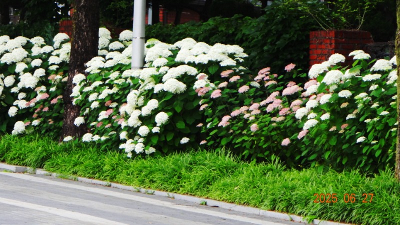 [�ٹ̱�]DSC06291.JPG