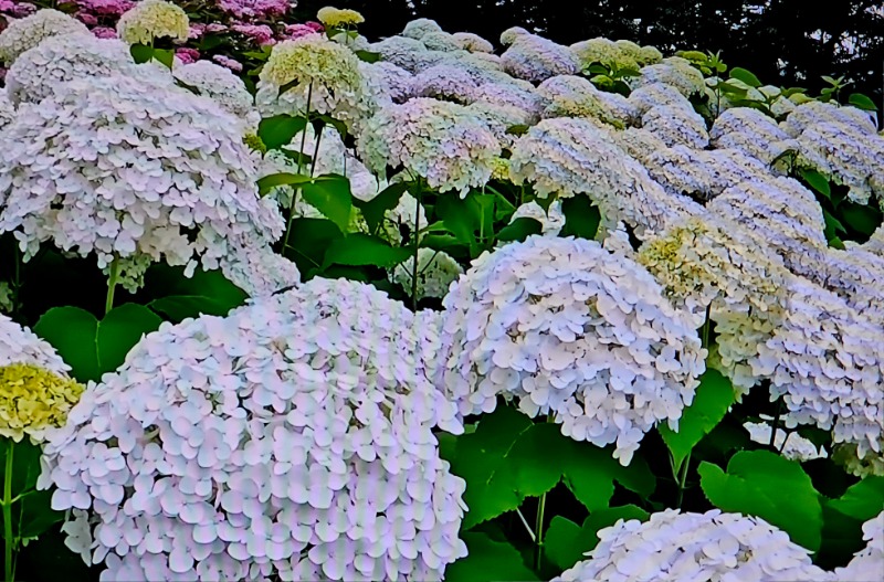 20260618_144317.jpg